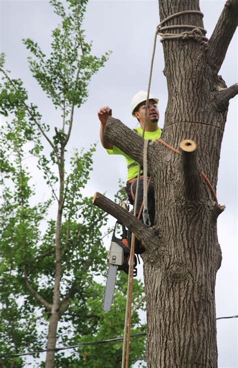 Halifax Tree Removal
