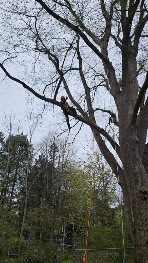 Tree Sage Tree Care