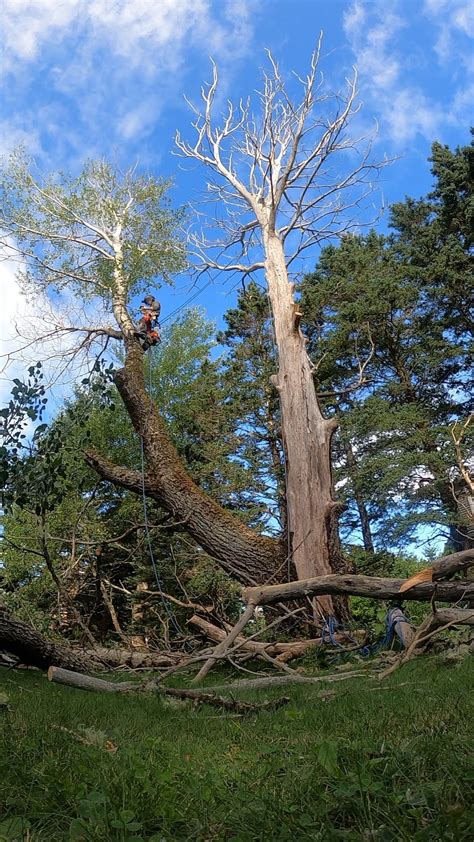White Wolf Tree Service