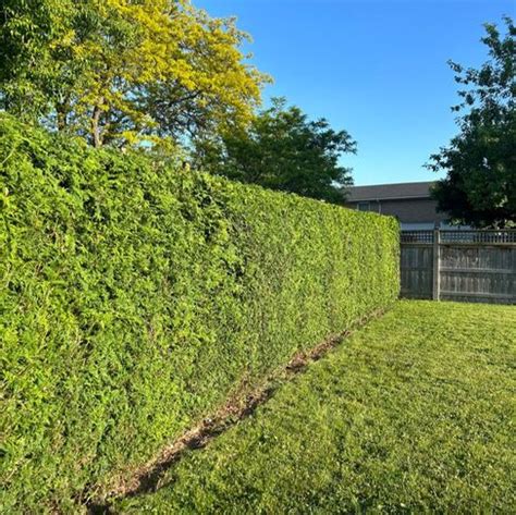 Cut Above Tree Services