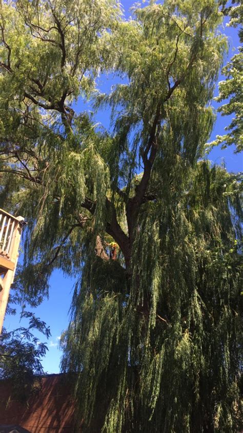 DeVos Tree Care