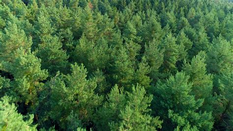 Westwood Tree Care