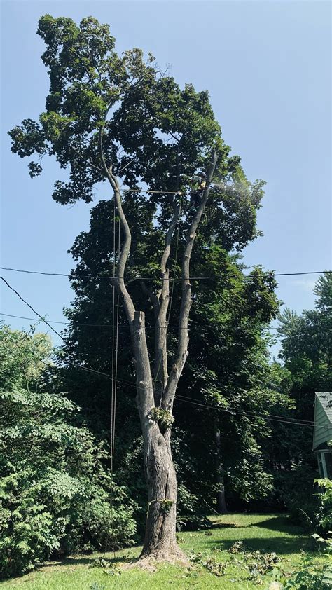 Émondage Village Tree Care