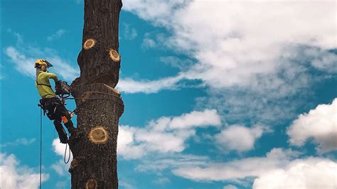 Green Leaf Tree Services Ltd