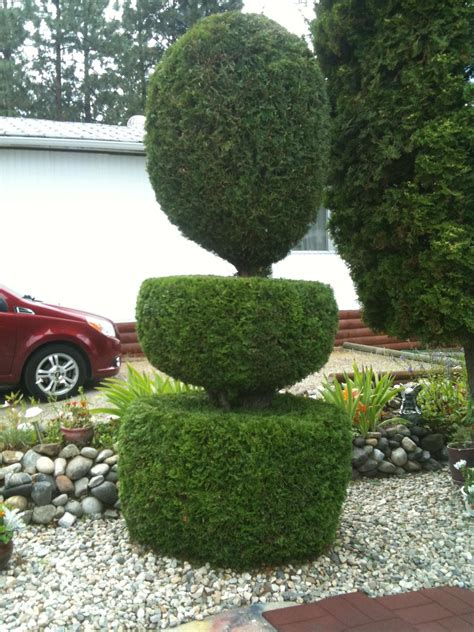 All Exterior Cedar Hedge Trim & Tree Service