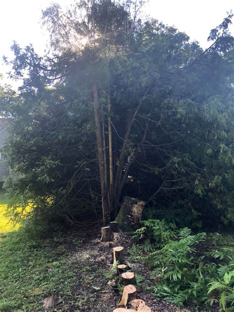 A Perfect View Tree Service