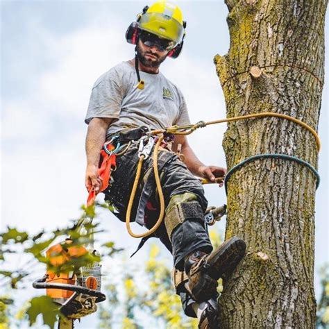 McAndrew Tree Care