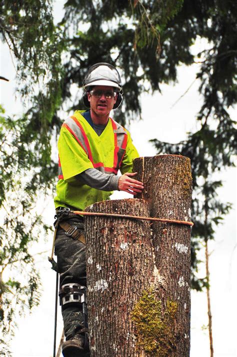 MJR Tree Service