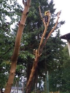 VI Tree Service