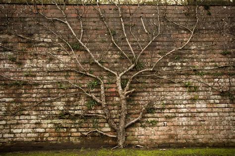 Titan Tree Care