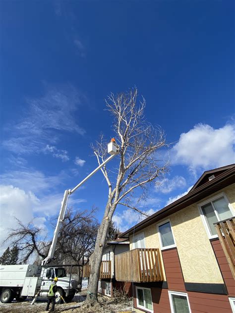 Rossco’s Tree Service & Contracting Ltd.