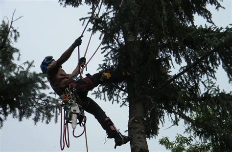 Silver Fox Tree Care