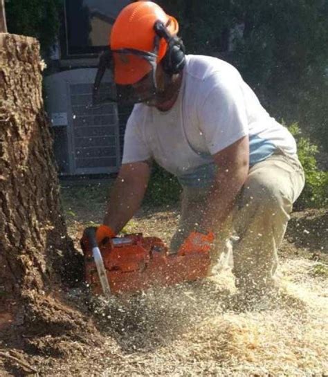 Big Don’s Tree and Hedge Service