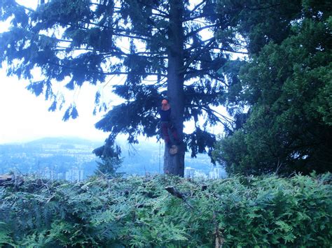 The Urban Lumberjack Tree Services Inc.