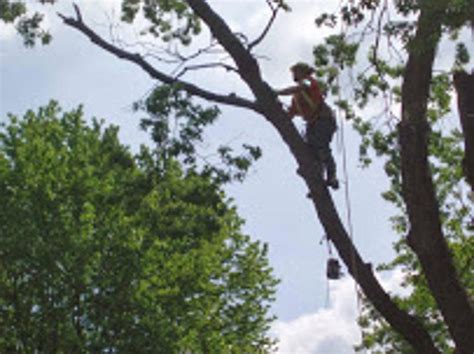 ACE Tree Care