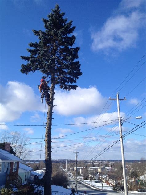 Solid Tree Care