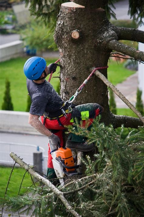 Kurt Penwarden Tree Services