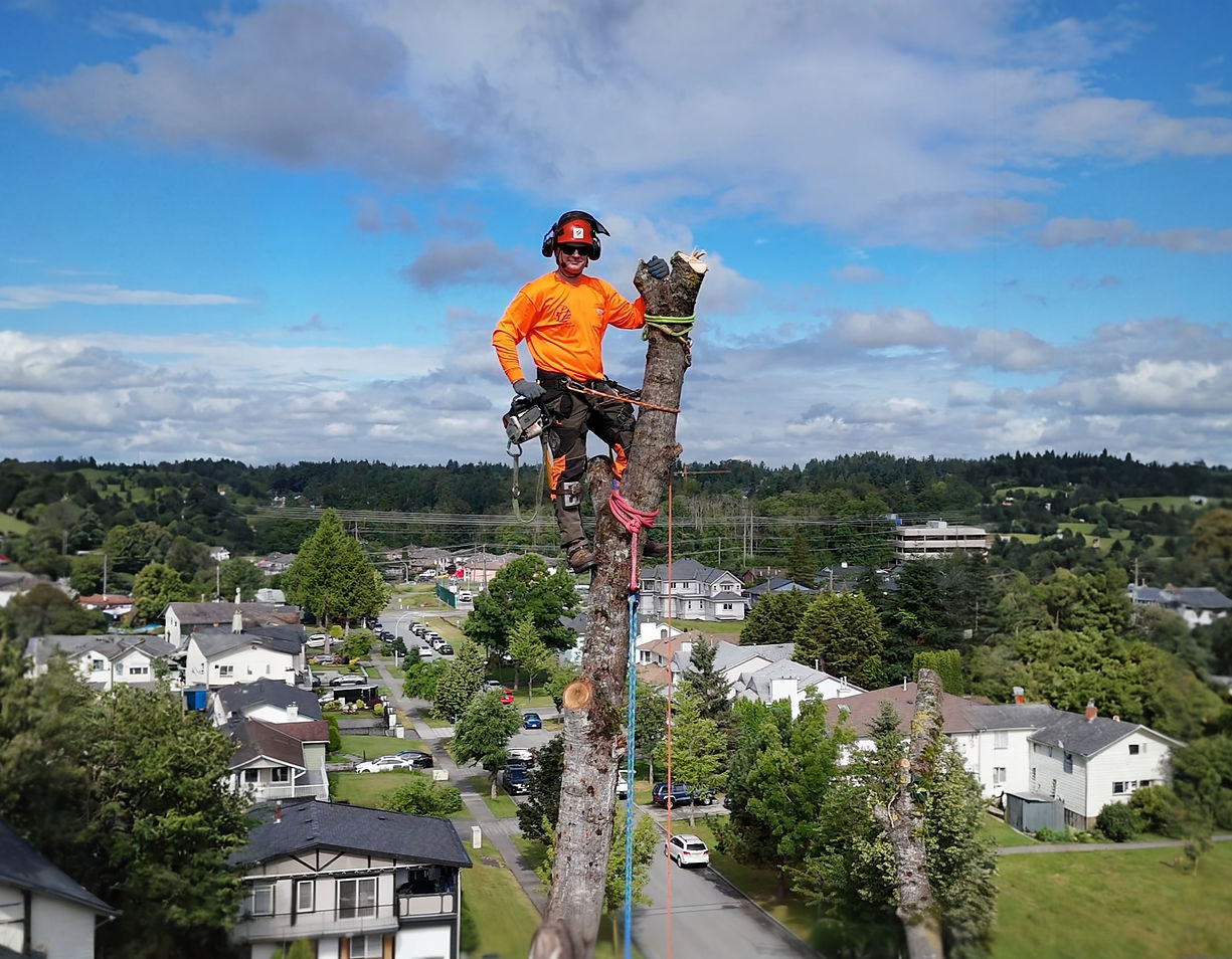Arbor Task Tree Service