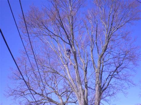 Tomahawk Tree Service