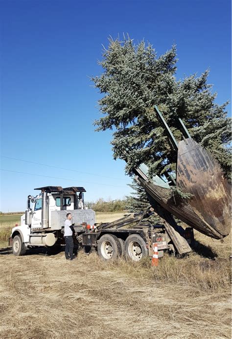 More Trees Please Inc