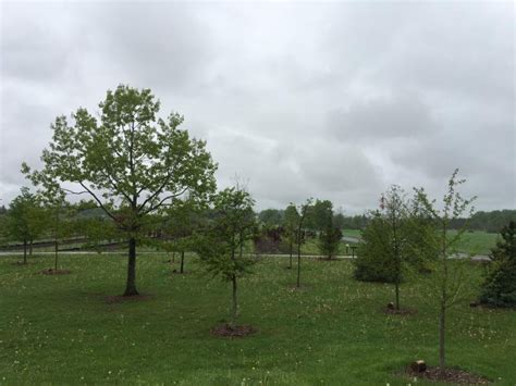 Manotick Tree