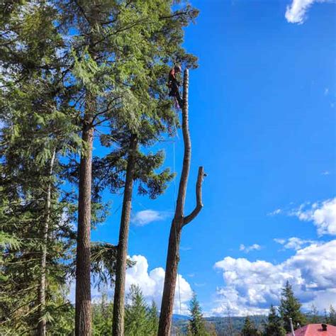 High Point Tree Works Ltd