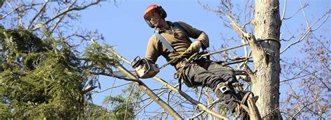 Cutter’s Edge Tree Removal Svc