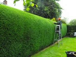 Specialized Tree Care