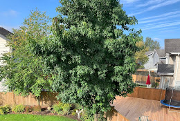 Tree-Mendous Arb Care