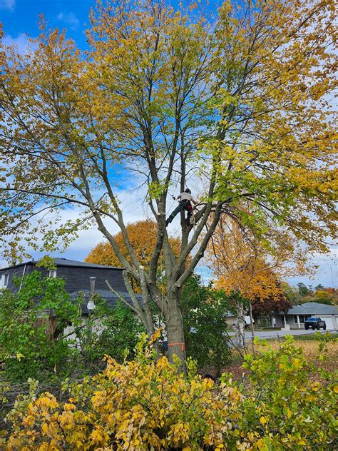 Branching Out Tree Services