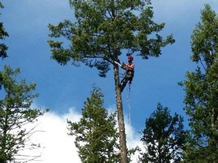 Aspen Tree Service