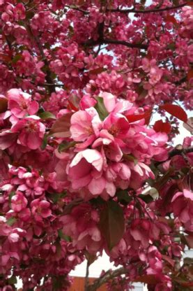 Bednesti Tree Services Inc