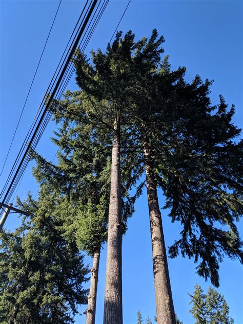 Fuller Tree Service