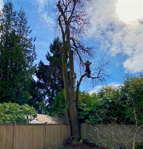 Magnolia Tree Service