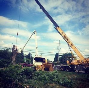 Green Thumb Tree Specialists