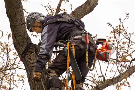 Capital Tree Service Inc.