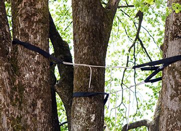 DreamWorks Tree Services