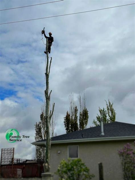 Family Tree Service