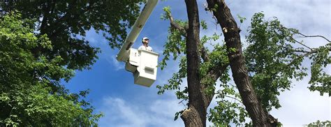 Schwinghammer’s Tree Service