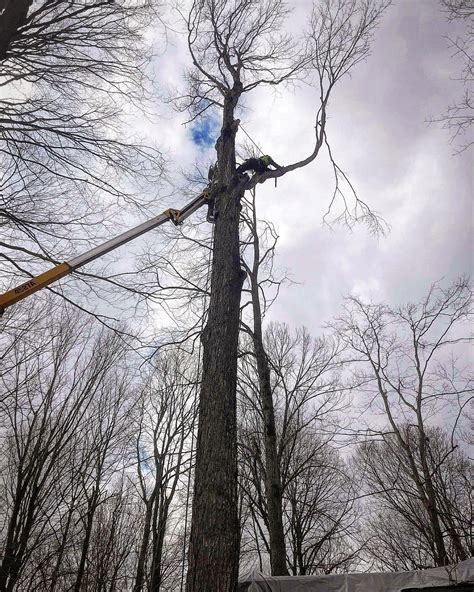 Canopy Tree Care