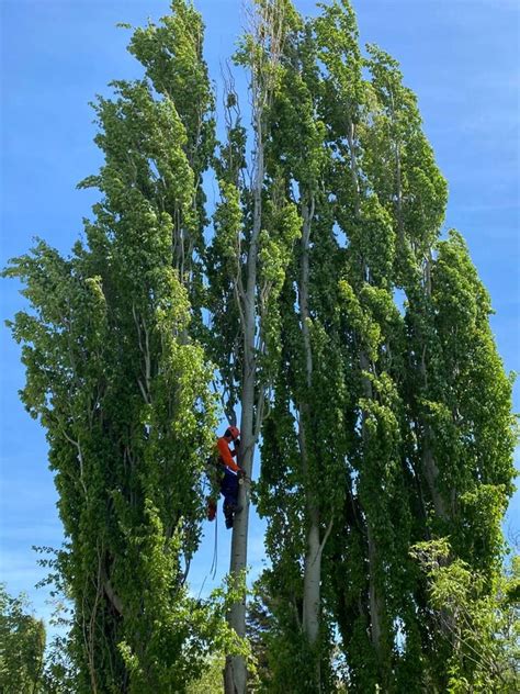 Buzz Cut Tree Service