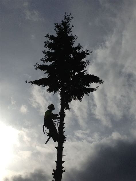 Red Willow Tree Service