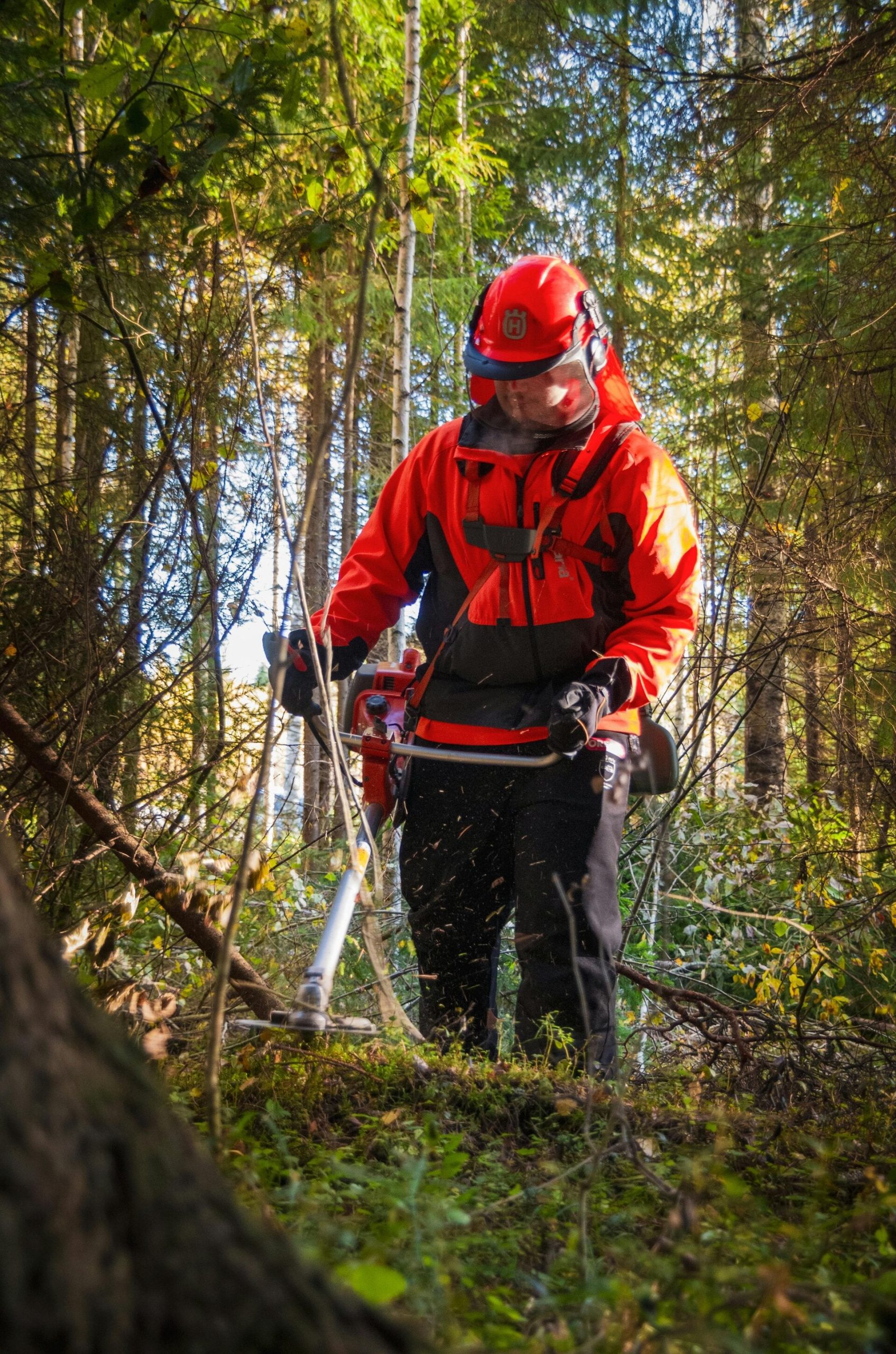 Olympia Tree Service