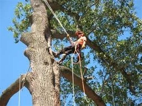 Pro Tree Services