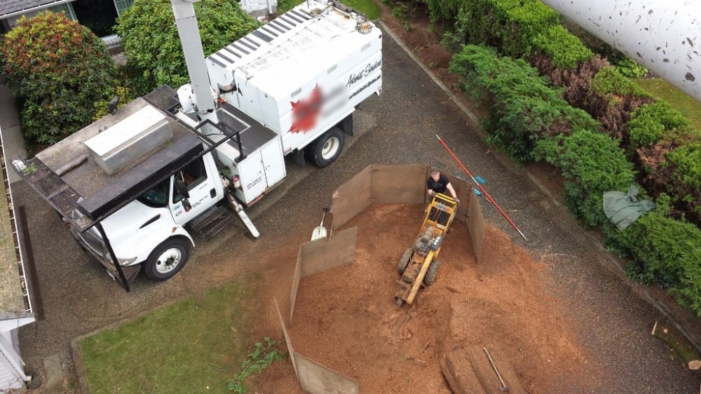 Woodpecker Stump Grinding