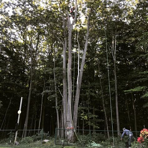 Axe & Wedge Tree Works