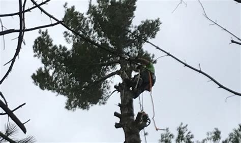 Shades of Green Tree Service