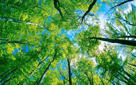 Greenwood Tree Company