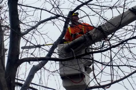 Professional Tree Services