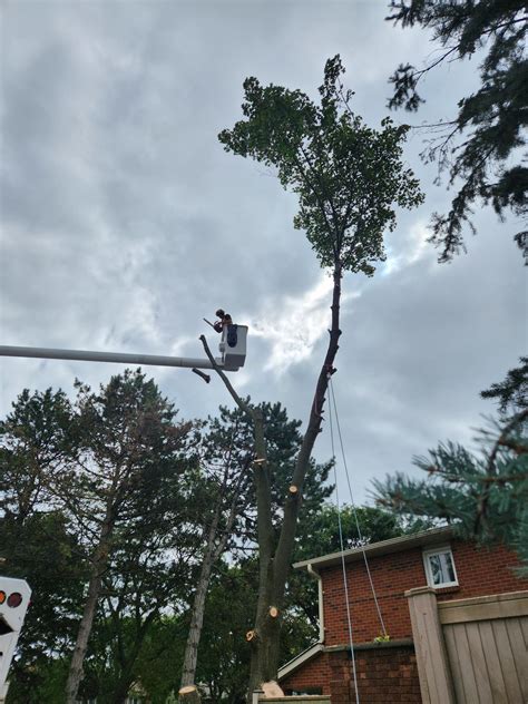The Real Tree Masters